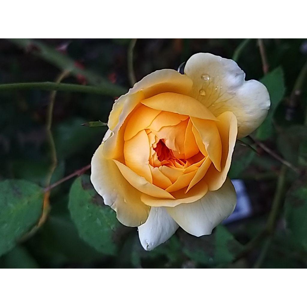 Rosa Molineux - Englische Rose