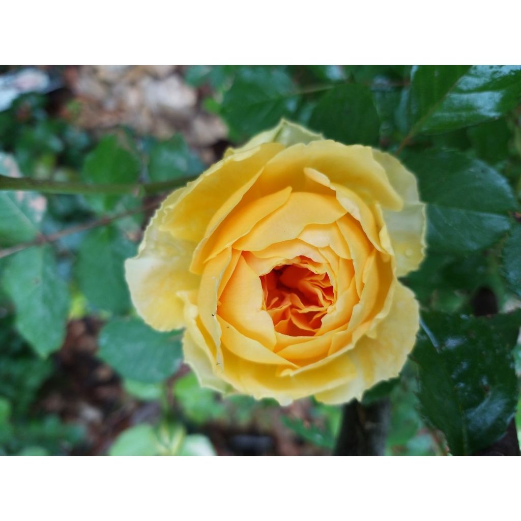 Rosa Molineux - Englische Rose