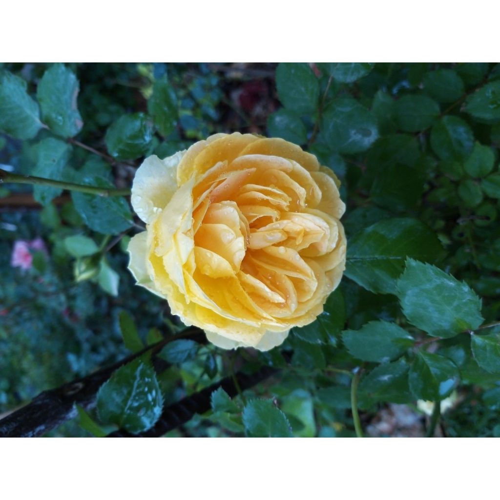 Rosa Molineux - Englische Rose