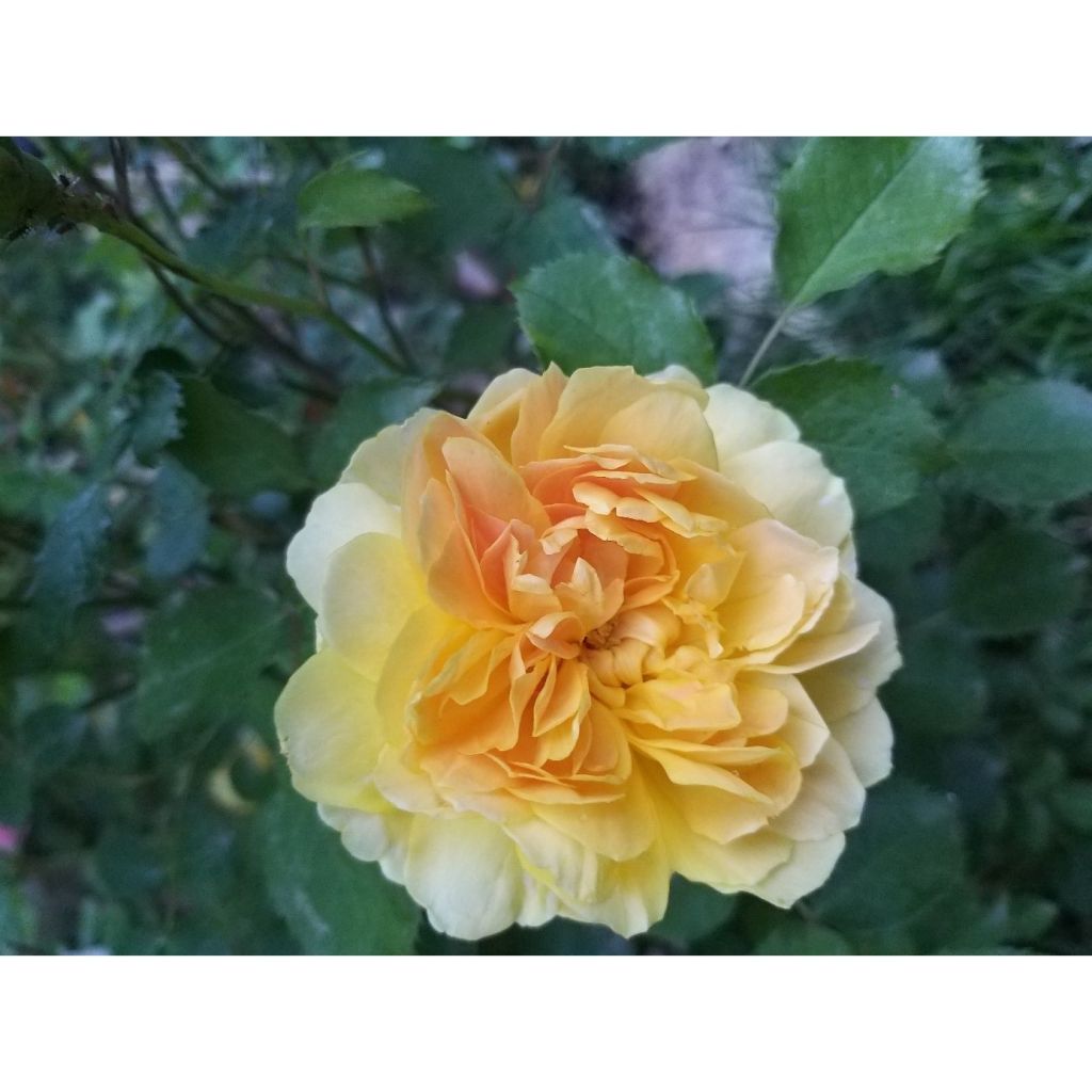 Rosa Molineux - Englische Rose