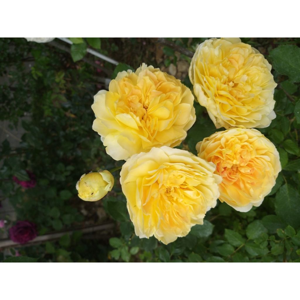 Rosa Molineux - Englische Rose