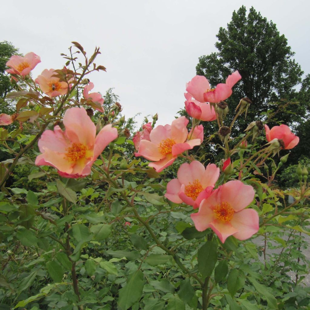 Rosa Morning Mist - Englische Rose