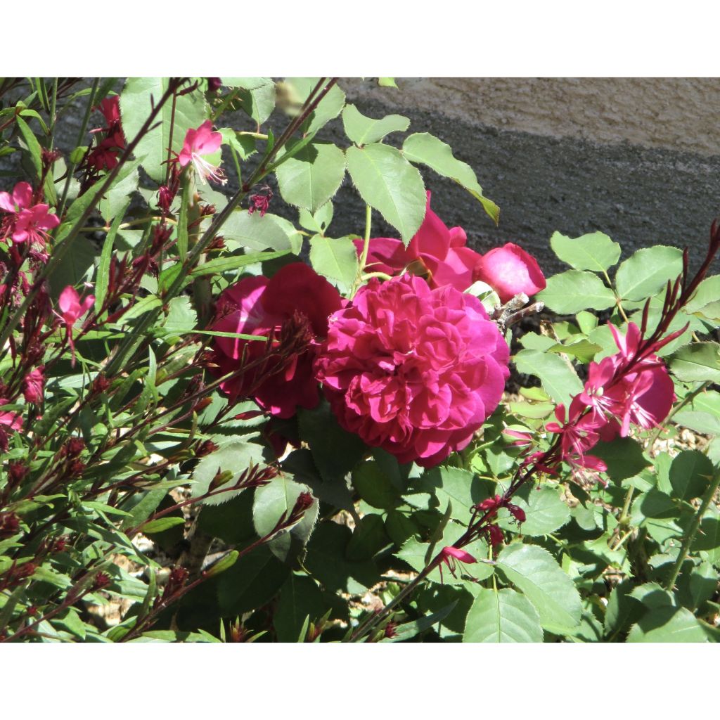 Rosa Munstead Wood - Englische Rose