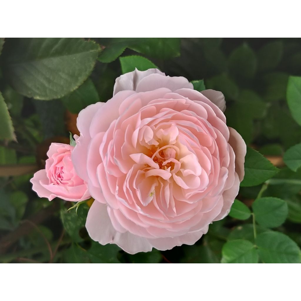 Rosa Queen of Sweden - Englische Rose