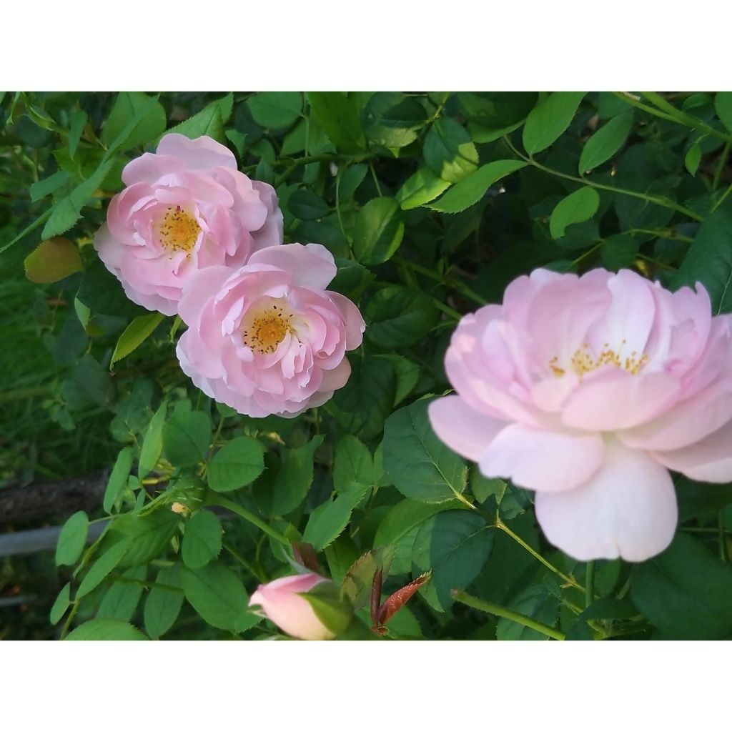 Rosa Scepter'd Isle - Englische Rose