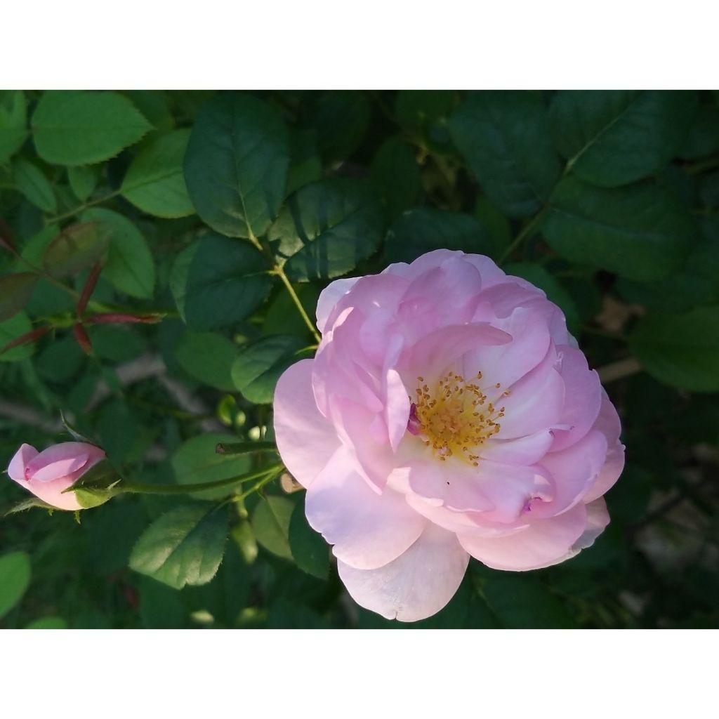 Rosa Scepter'd Isle - Englische Rose