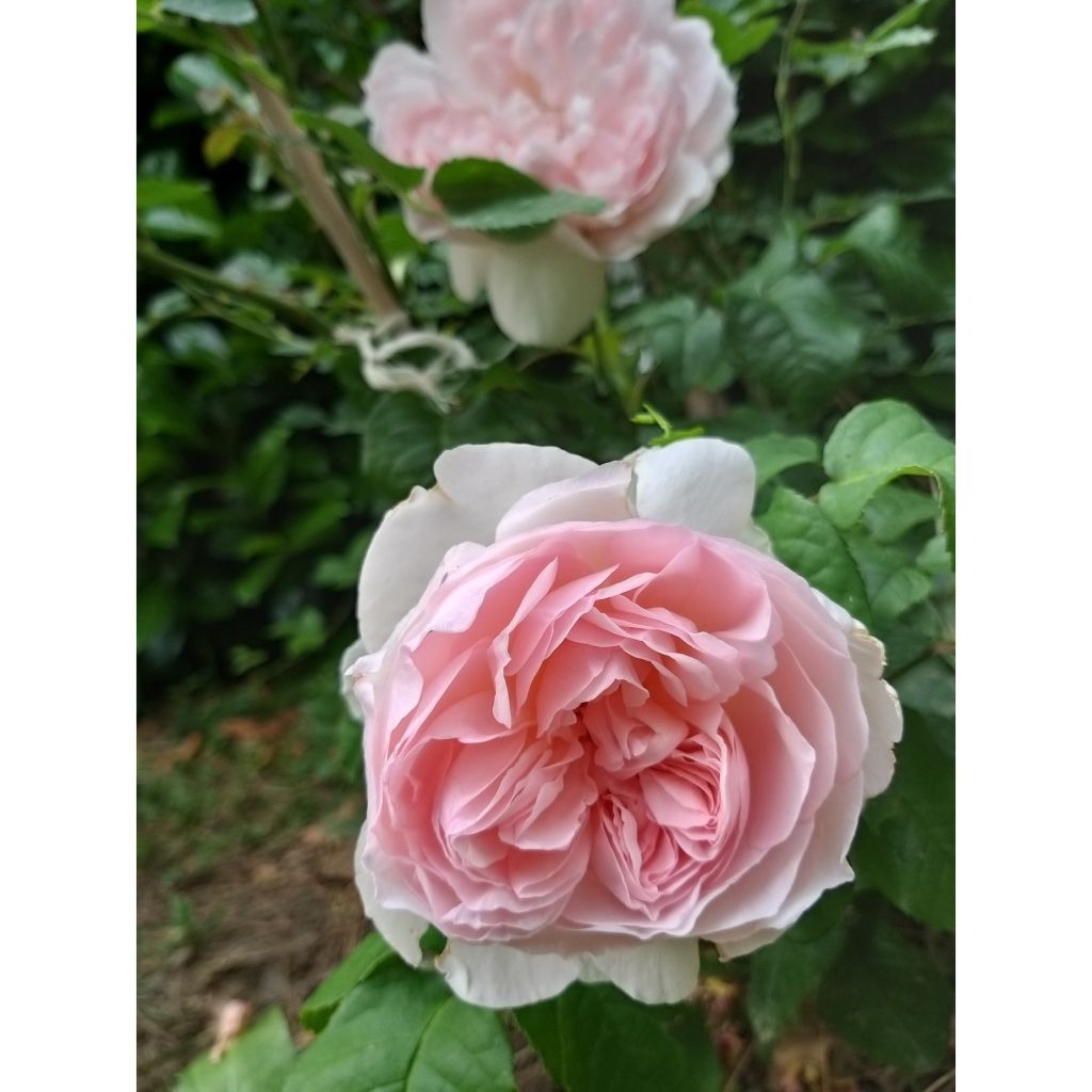 Rosa Sharifa Asma - Englische Rose