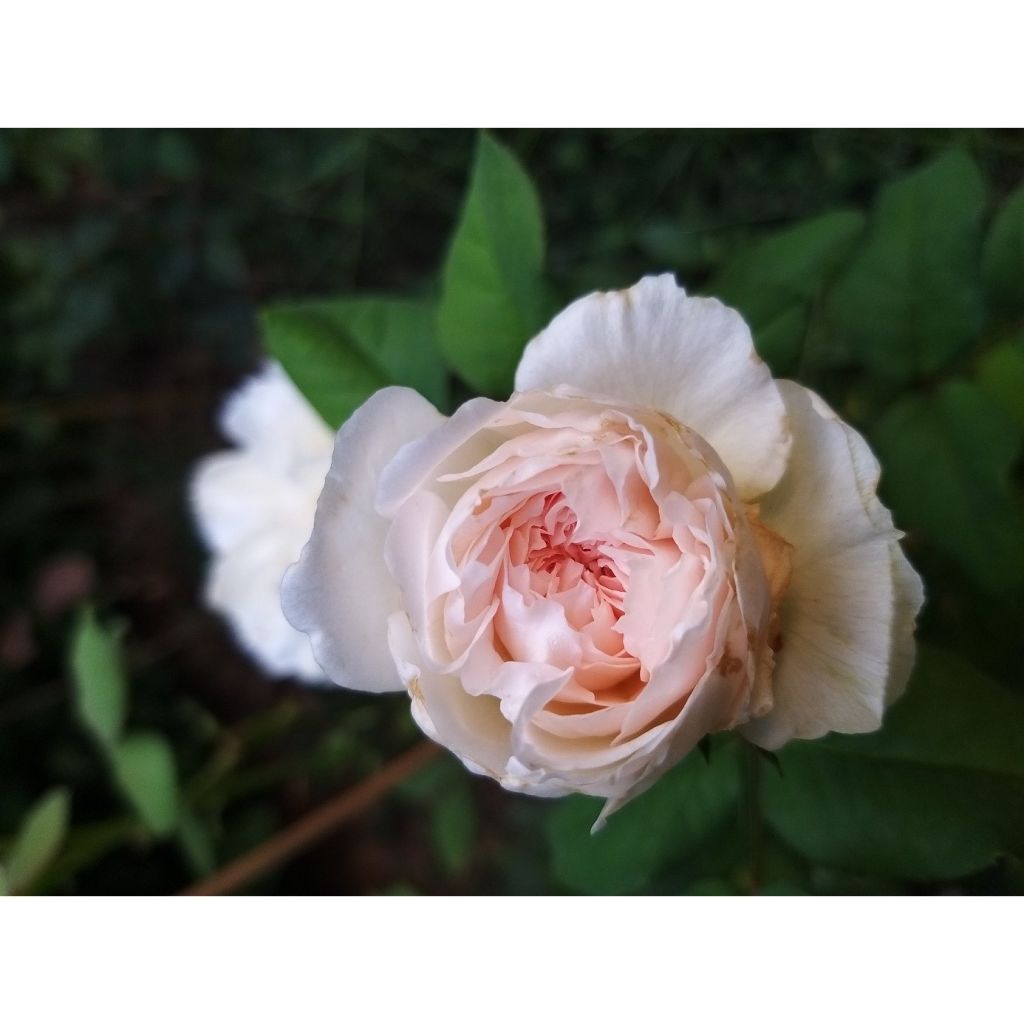 Rosa Sharifa Asma - Englische Rose