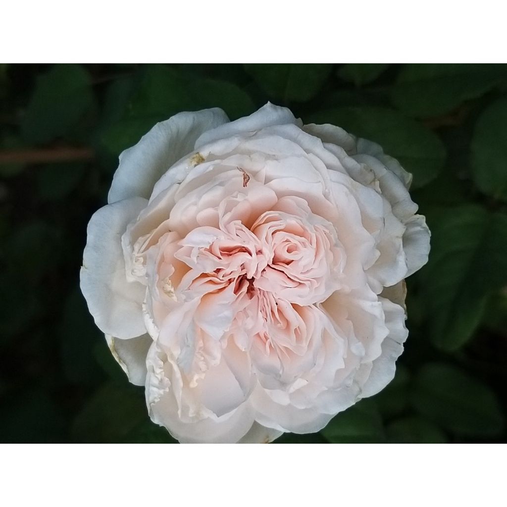 Rosa Sharifa Asma - Englische Rose