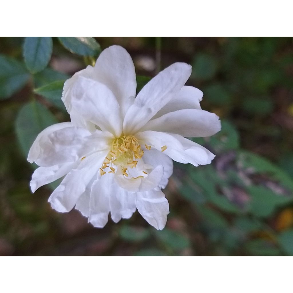 Rosa Snow Goose - Rambler-Rose