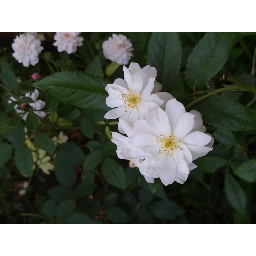 Rosa Snow Goose - Rambler-Rose