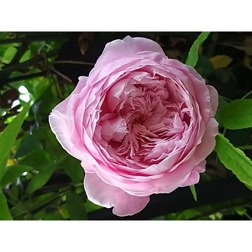 Rosa Spirit of Freedom - Englische Rose