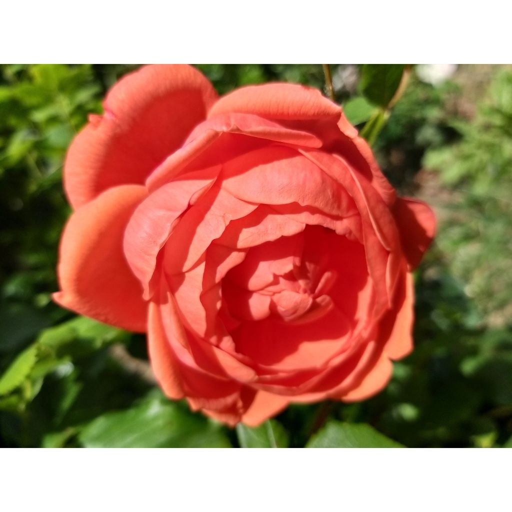 Rosa Summer Song - Englische Rose