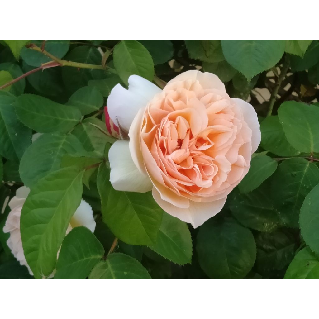 Rosa Sweet Juliet - Englische Rose