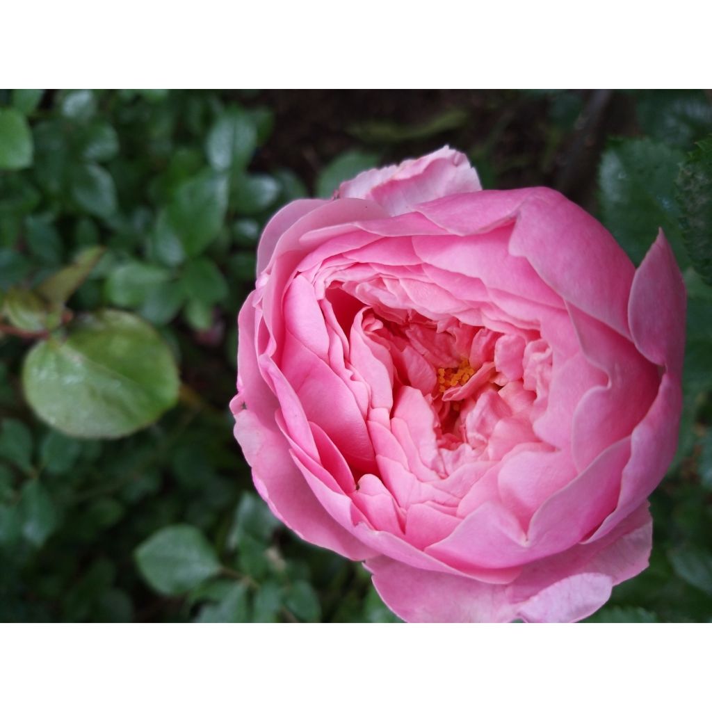 Rosa The Alnwick Rose - Englische Rose