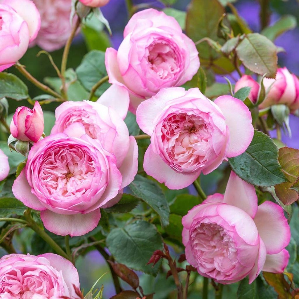 Rosa The Mill on the Floss - Englische Rose