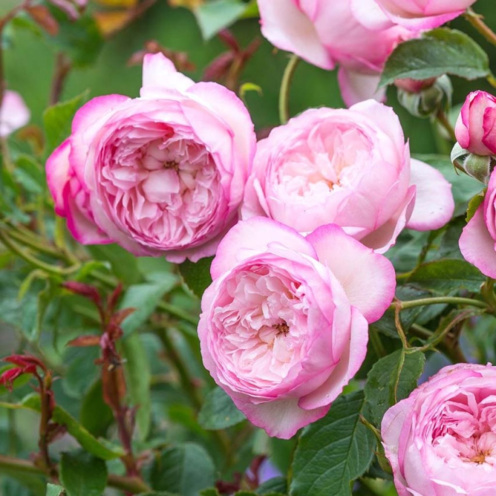 Rosa The Mill on the Floss - Englische Rose