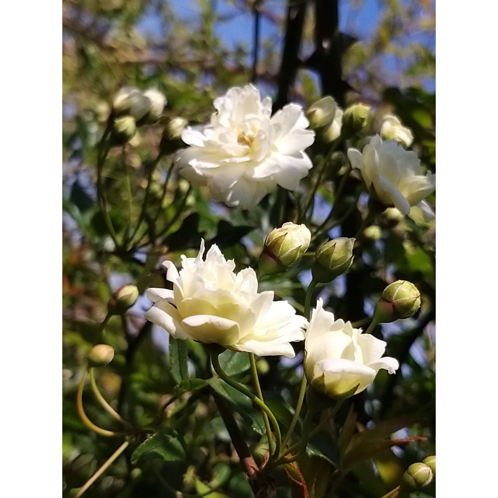 Rosa banksiae var. banksiae Alba Plena - Meran-Rose