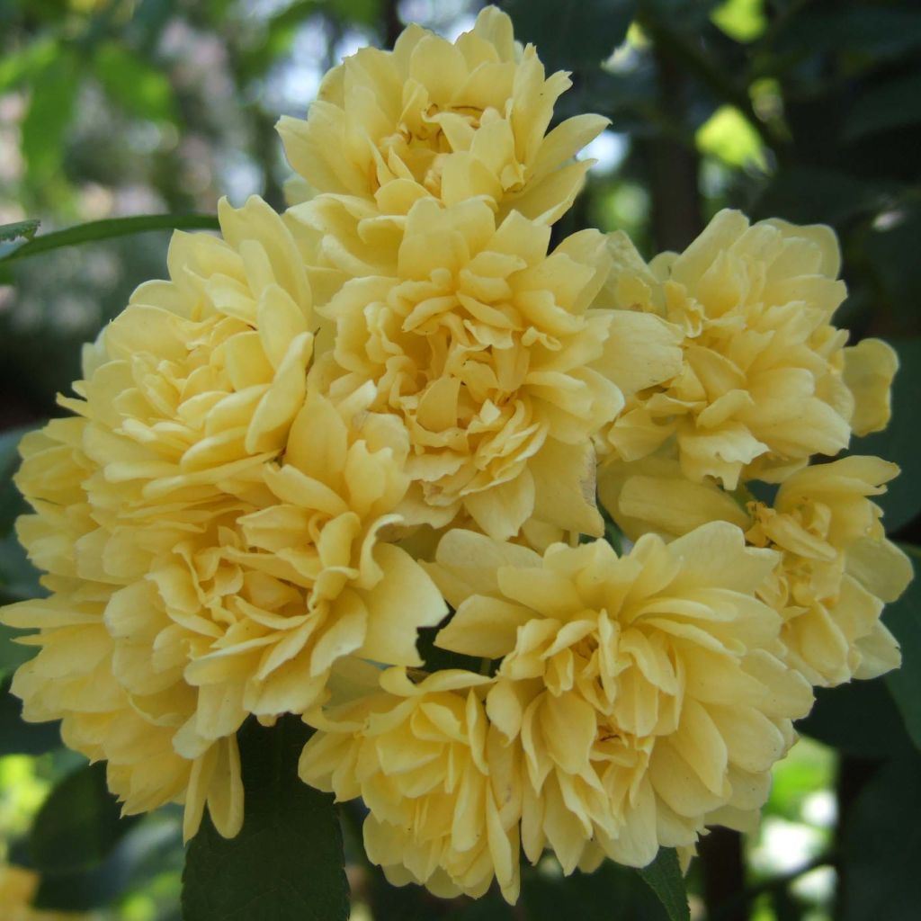 Rosa banksiae Lutea - Meran-Rose