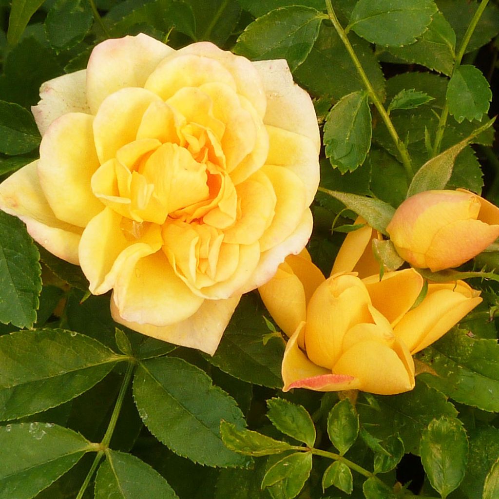 Rosa banksiae Lutea - Meran-Rose