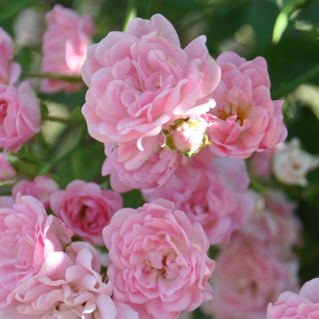 Rosa banksiae Rosea - Meran-Rose