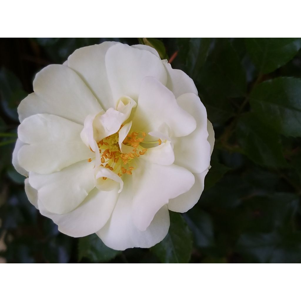 Rosa Schneeflocke (Opalia) - Rambler-Rose