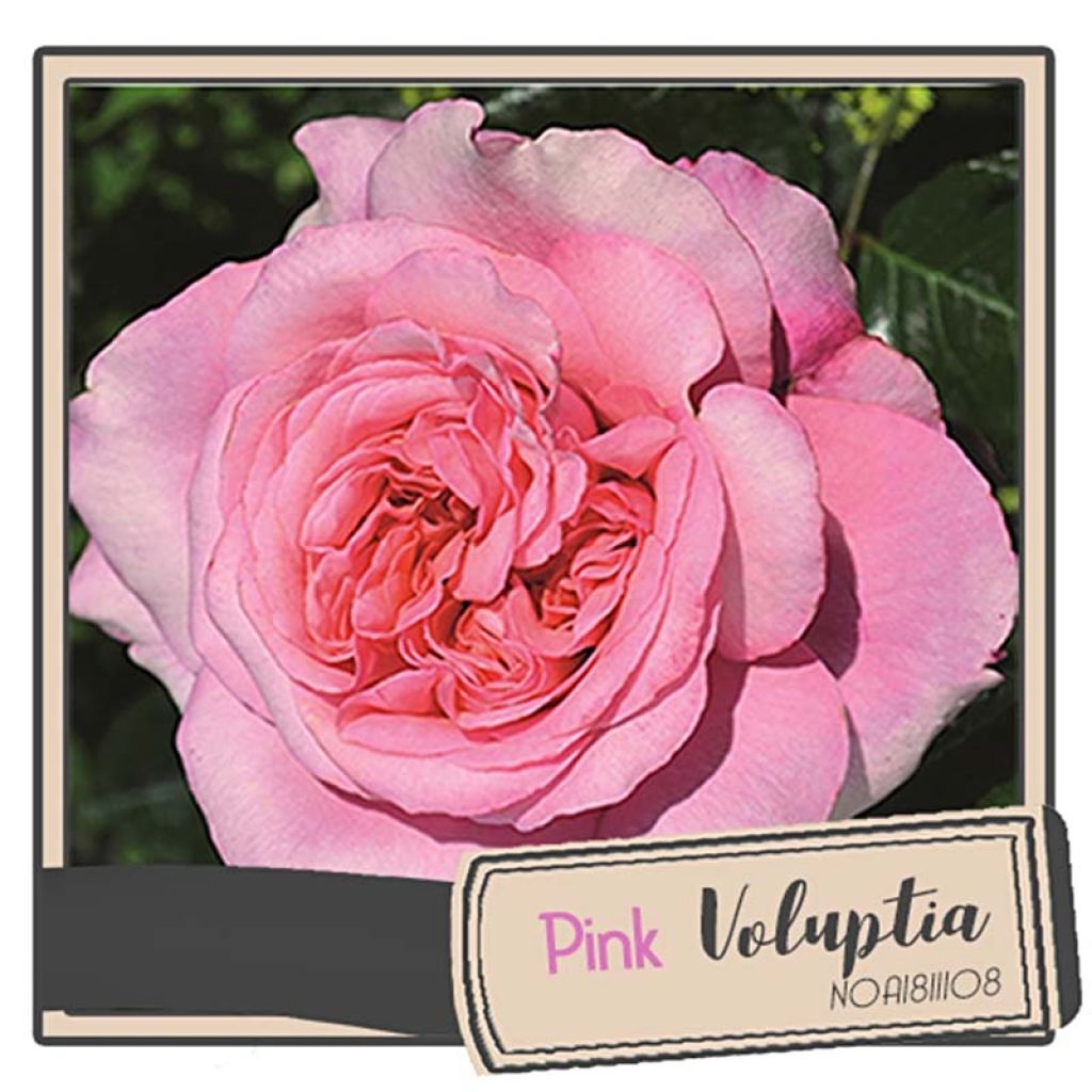 Rosa Pink Voluptia - Bodendecker-Rose