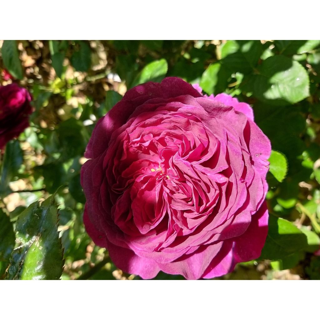 Rosa Purple Voluptia - Bodendecker-Rose