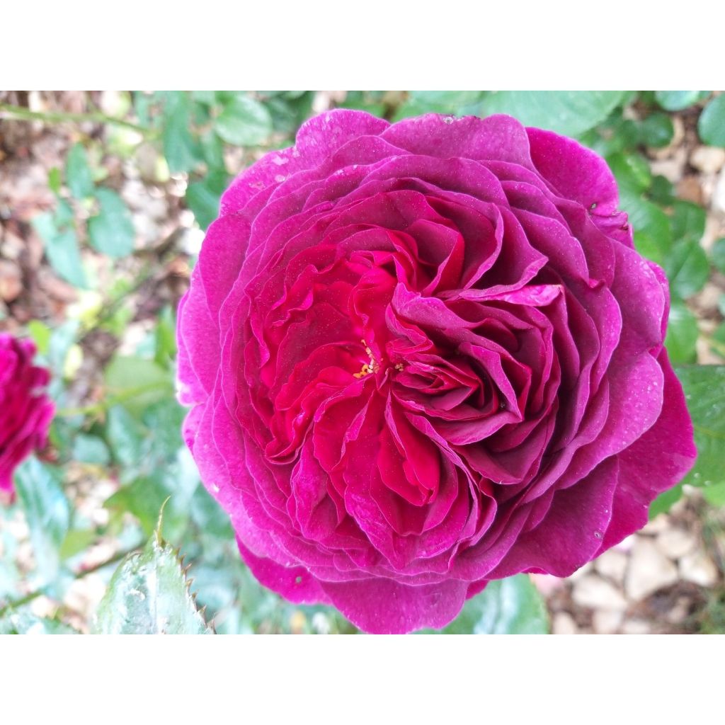 Rosa Purple Voluptia - Bodendecker-Rose