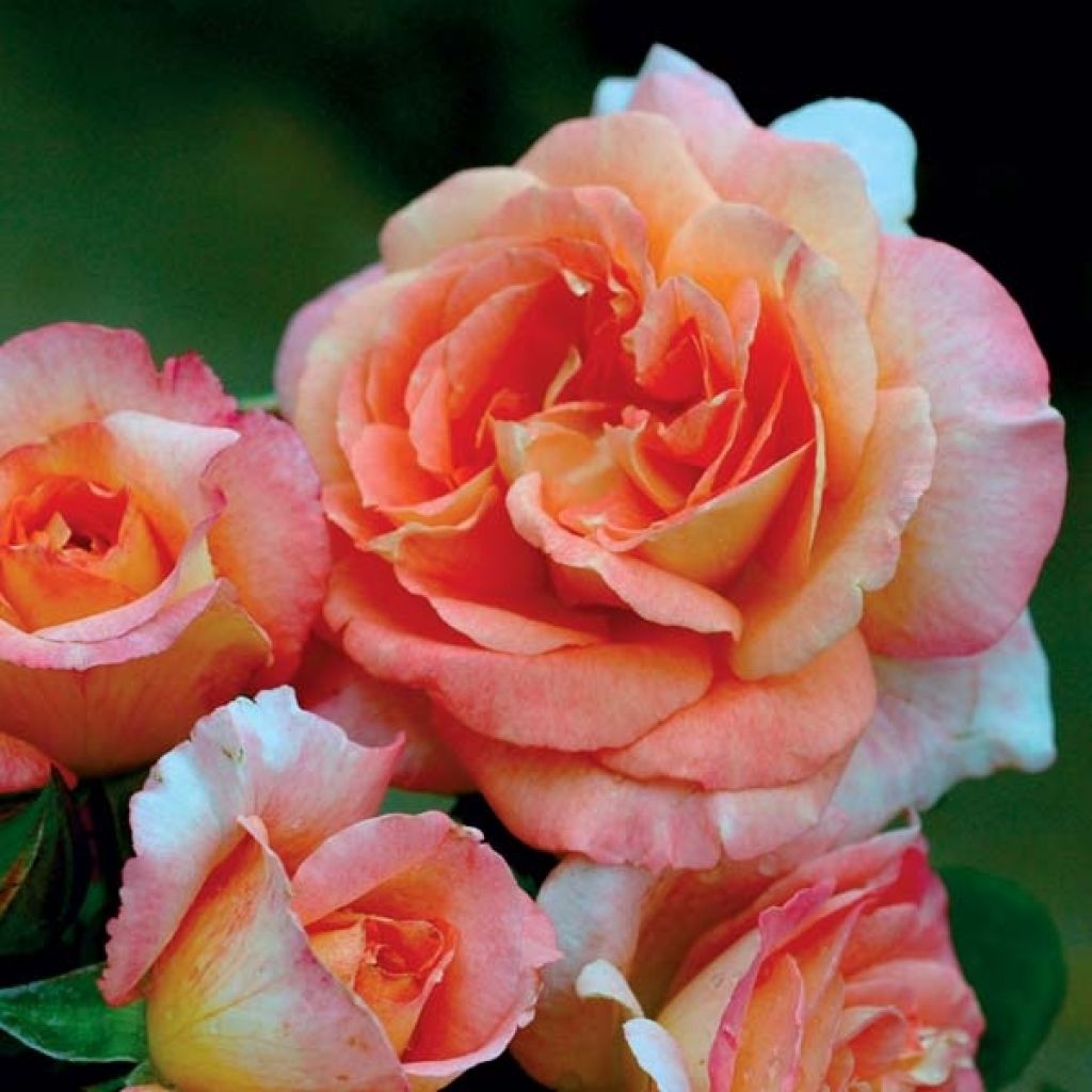 Rosa Generosa Fiona Gelin - Guillot Rose