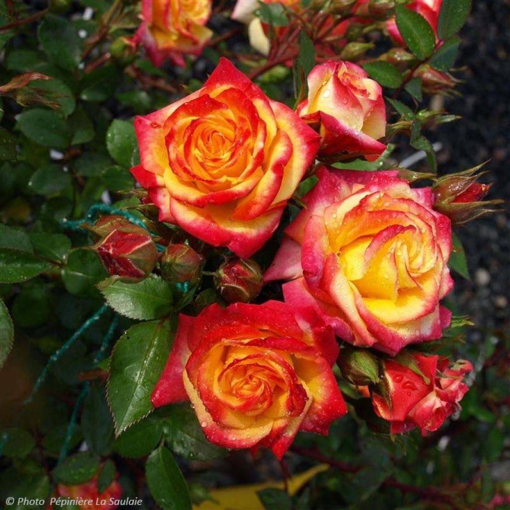 Rosa Flamina - Moderne Hybrid-Rose