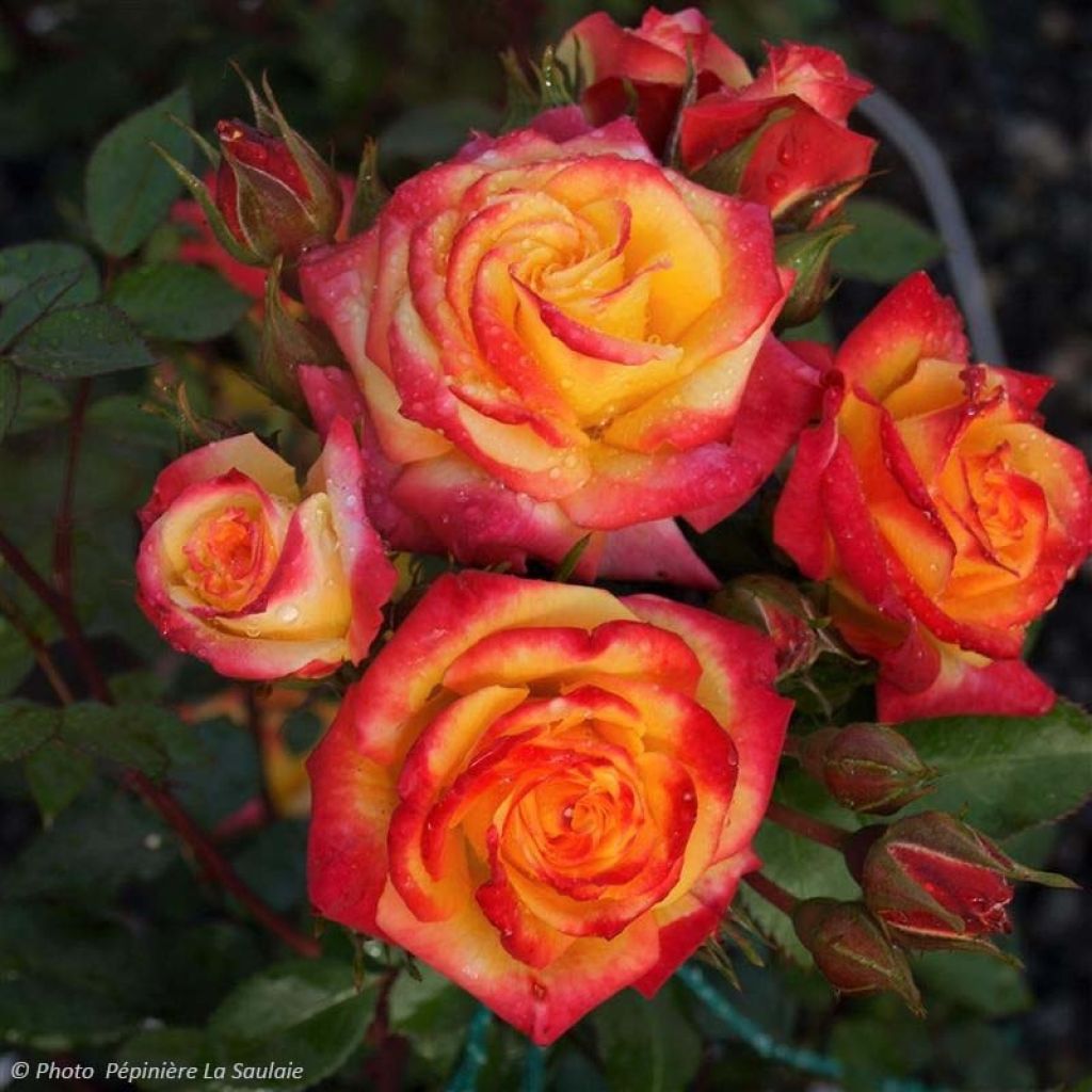 Rosa Flamina - Moderne Hybrid-Rose