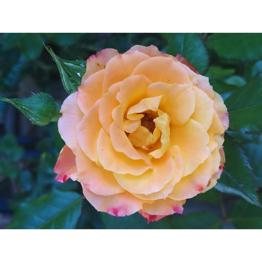 Rosa Flamina - Moderne Hybrid-Rose