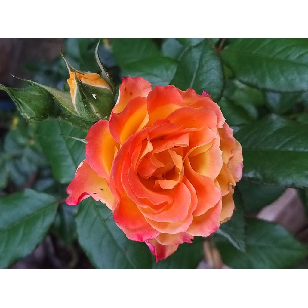 Rosa Flamina - Moderne Hybrid-Rose