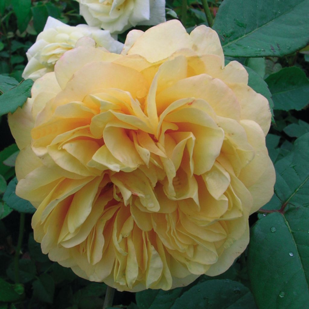 Rosa Fragrant old yellow - Historische Rose