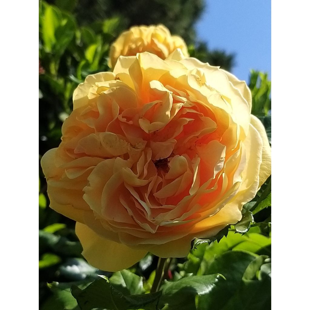 Rosa Generosa 100 idees Jardin - Guillot Rose