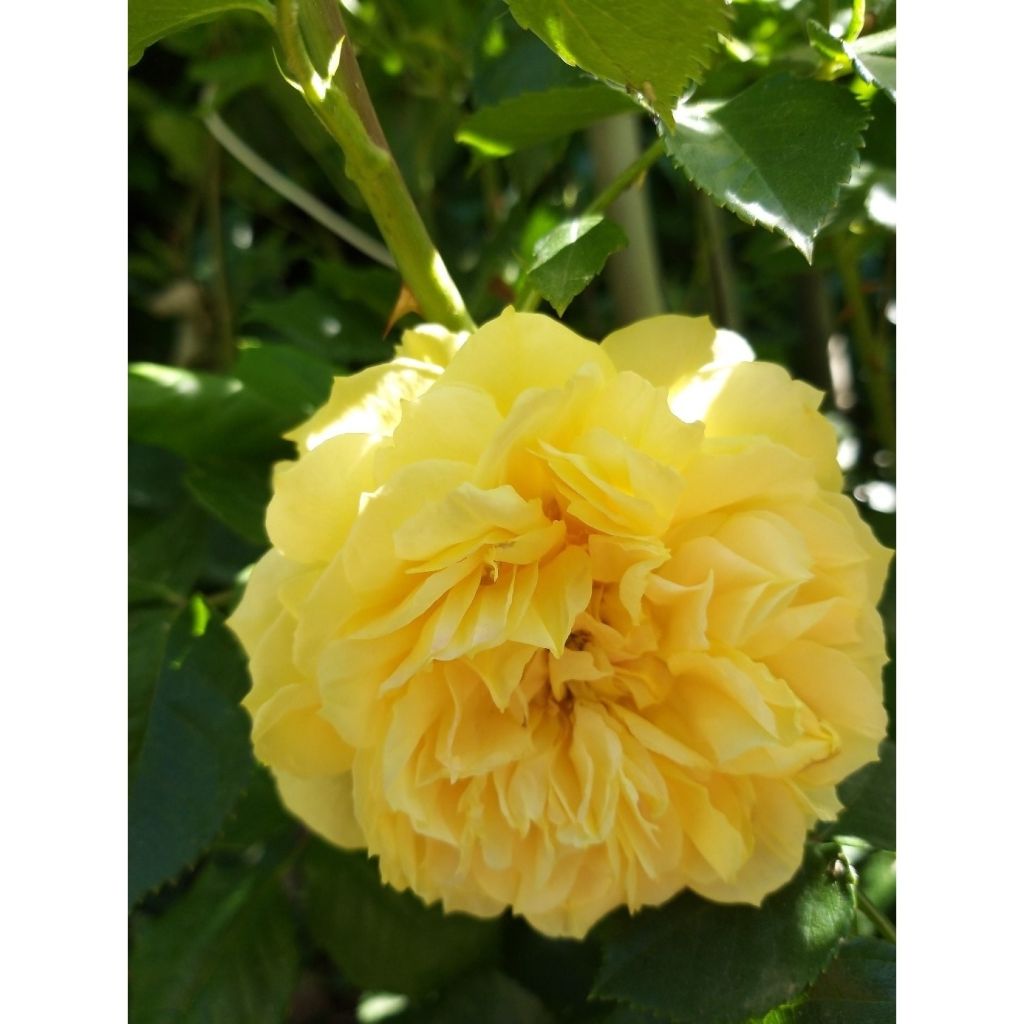 Rosa Generosa 100 idees Jardin - Guillot Rose