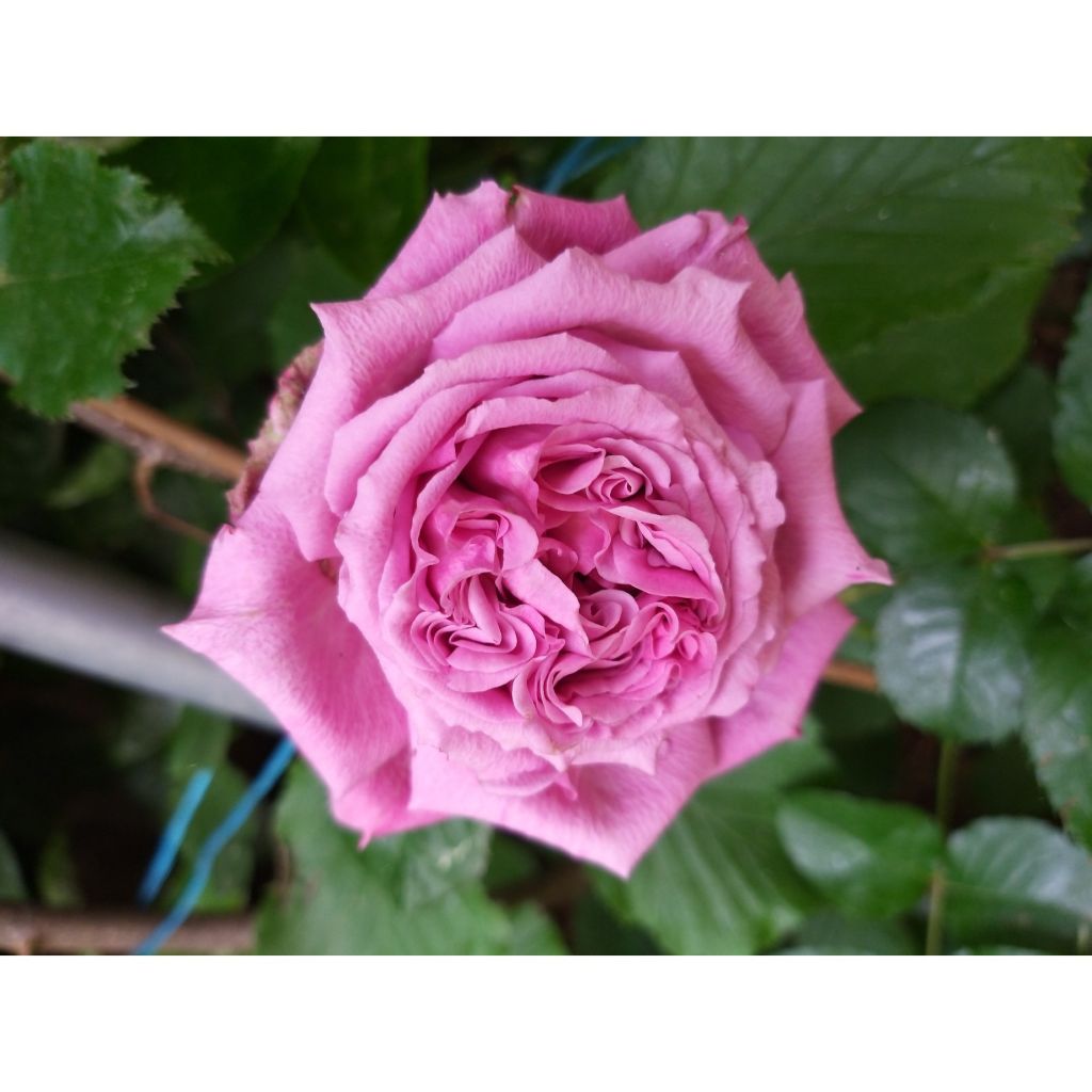 Rosa Generosa Agnès Schilliger - Guillot Rose