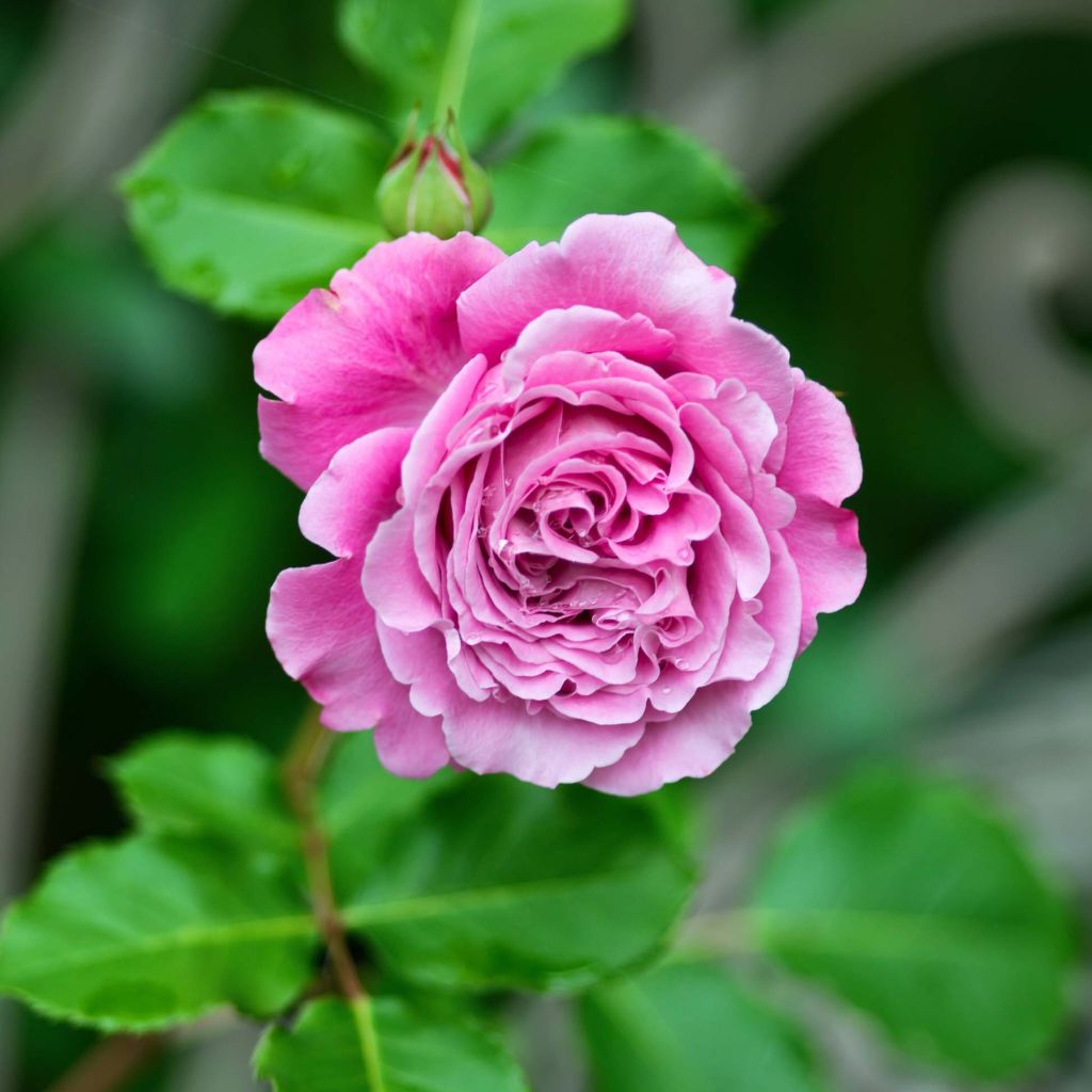 Rosa Generosa Agnès Schilliger - Guillot Rose