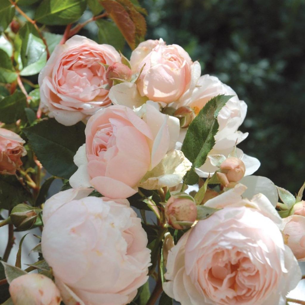 Rosa Generosa Chantal Thomass - Guillot Rose