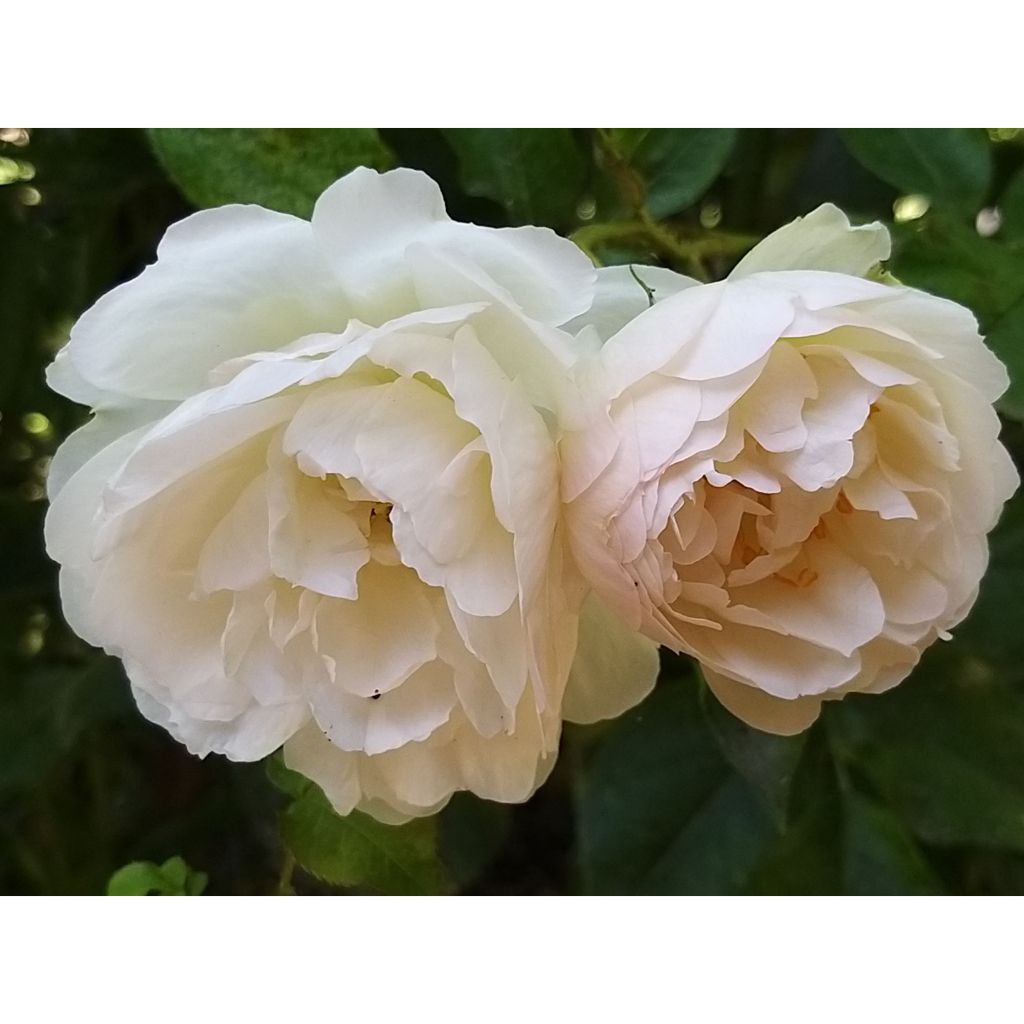 Rosa Generosa Chantal Thomass - Guillot Rose