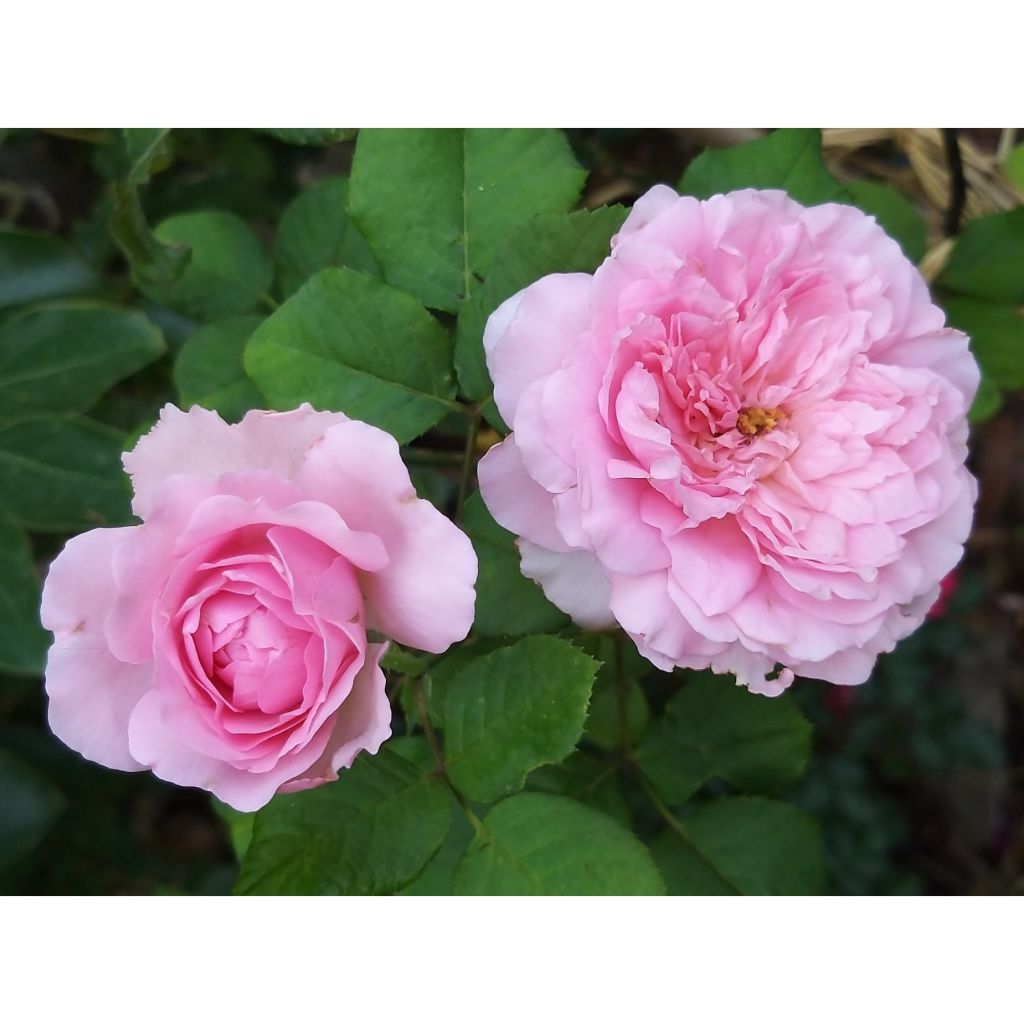 Rosa Generosa Elodie Gossuin - Guillot Rose