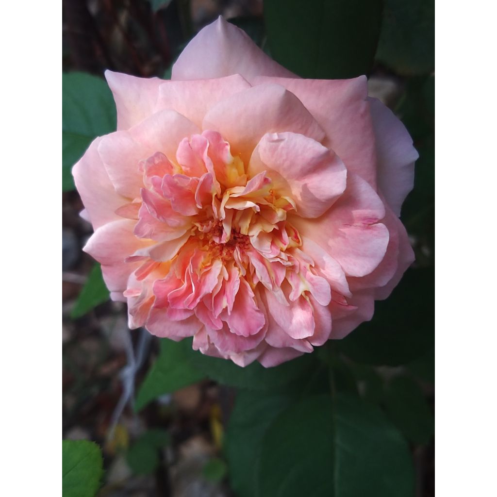 Rosa Generosa Fiona Gelin - Guillot Rose