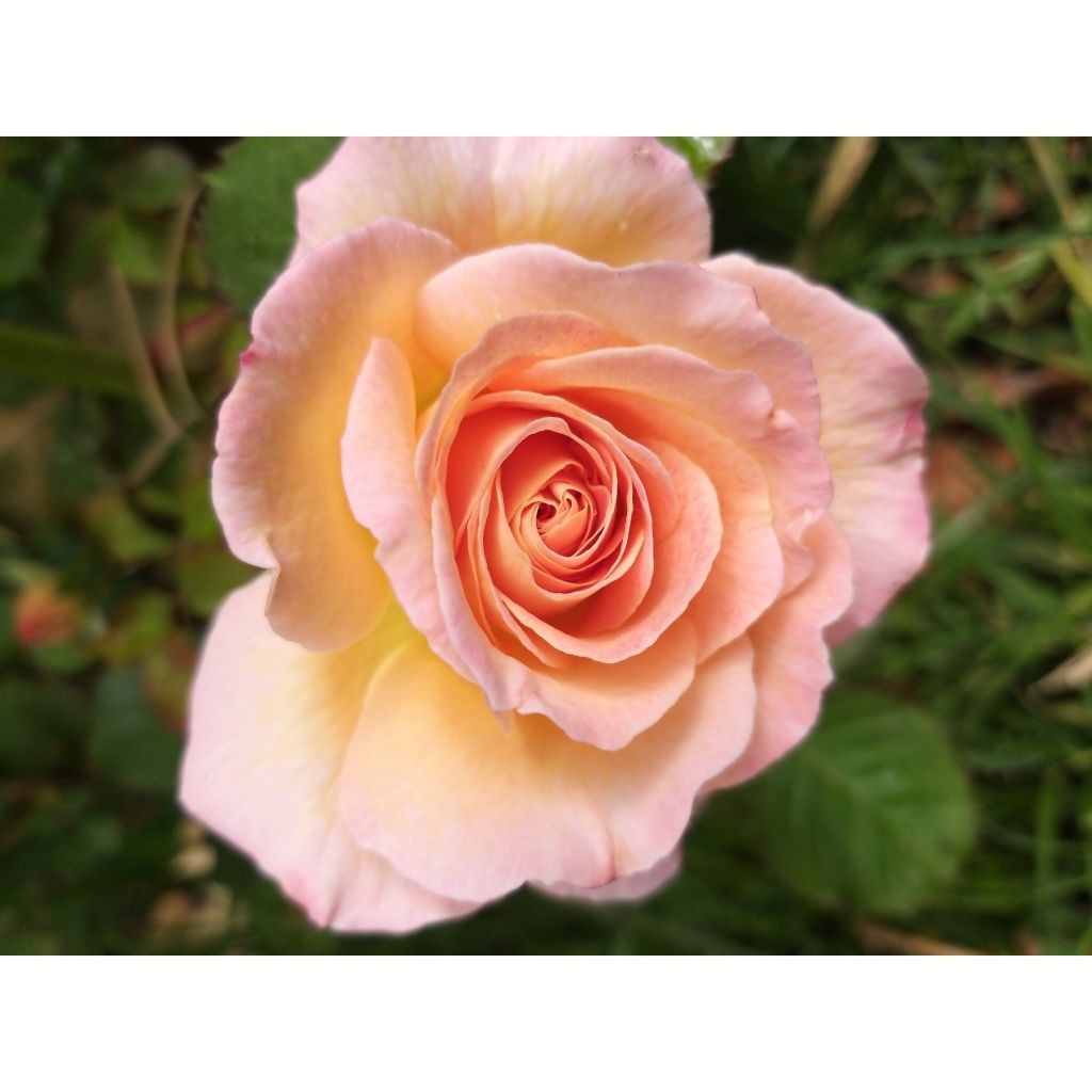 Rosa Generosa Fiona Gelin - Guillot Rose