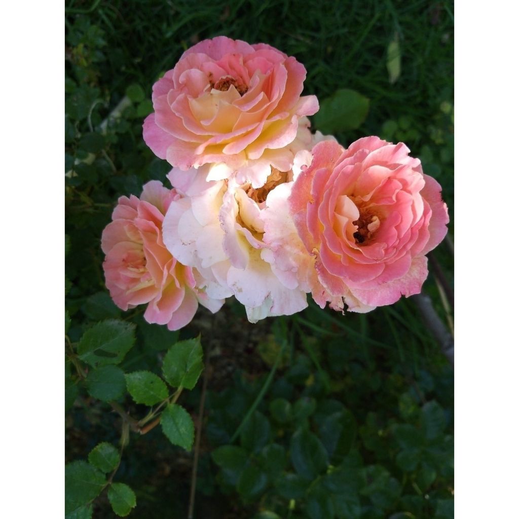 Rosa Generosa Fiona Gelin - Guillot Rose