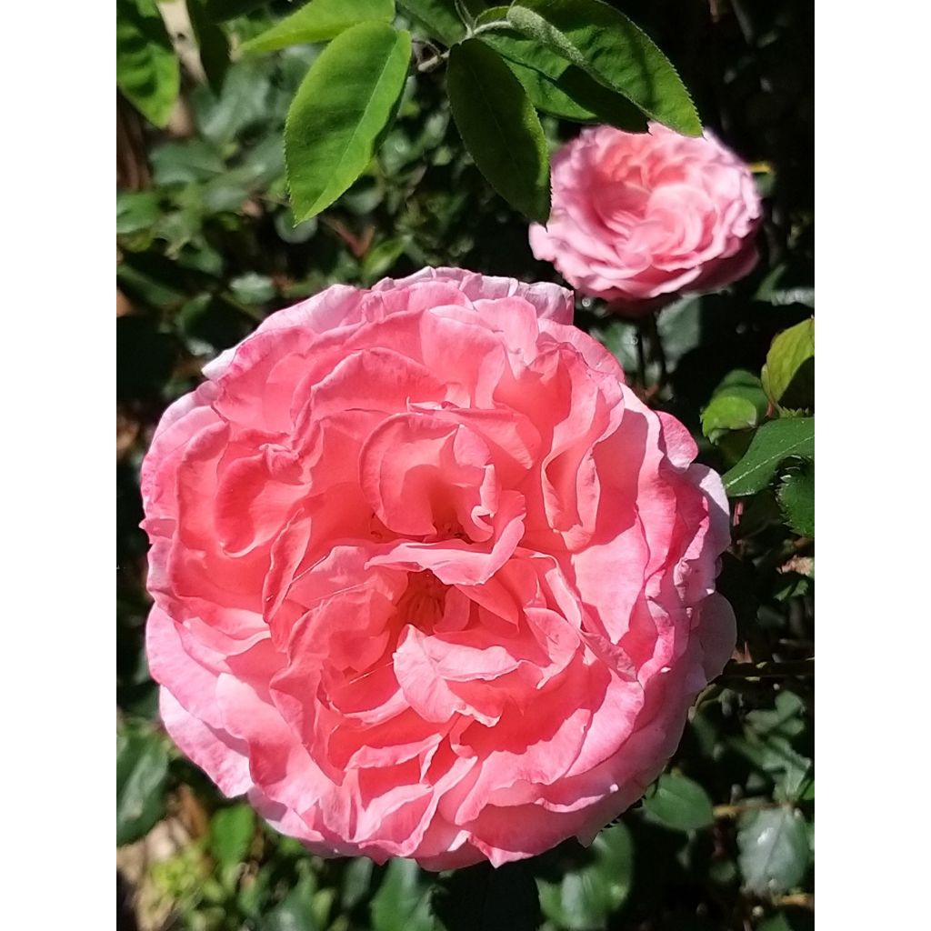 Rosa Generosa Laurent Cabrol - Guillot Rose