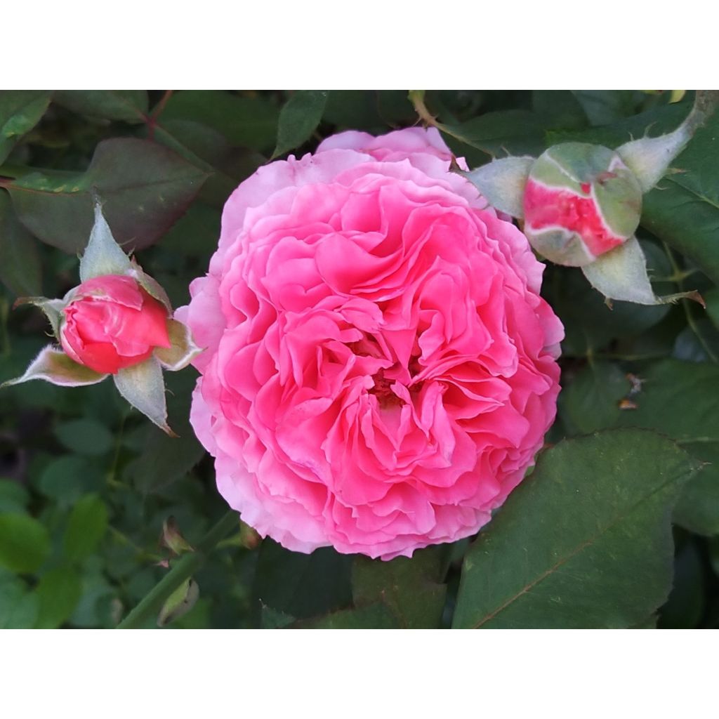 Rosa Generosa Laurent Cabrol - Guillot Rose