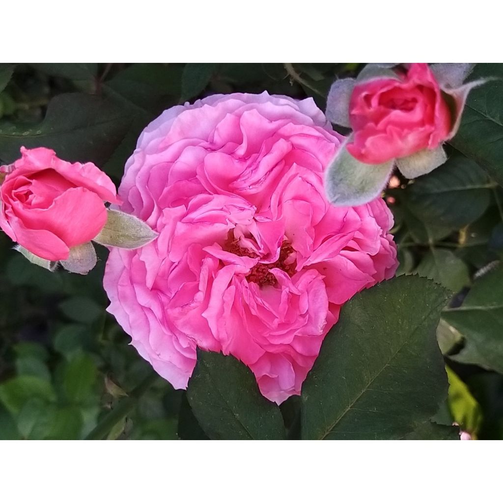 Rosa Generosa Laurent Cabrol - Guillot Rose