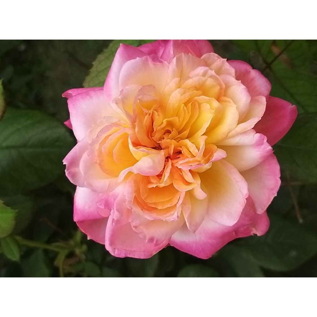 Rosa Generosa Laurent Voulzy - Guillot Rose