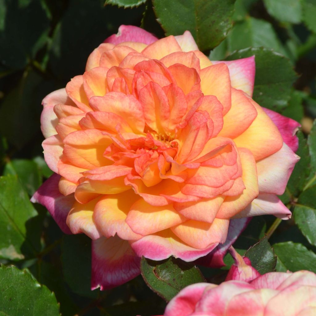 Rosa Generosa Laurent Voulzy - Guillot Rose